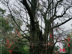 -西湖风景区十里琅珰-五云山