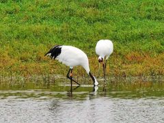 -盐城丹顶鹤湿地生态旅游区