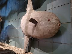 -浙江自然博物院(杭州馆)