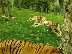 -北京野生动物园