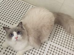 -Bastet sally猫舍购宠(静安店)