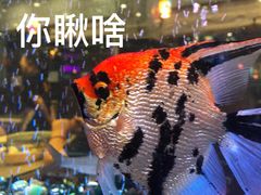 -新辉港式茶餐厅(北栅店)