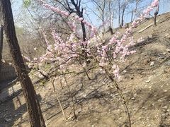 -白水寺森林公园
