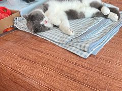 -全心全意连锁动物医院(加州店)