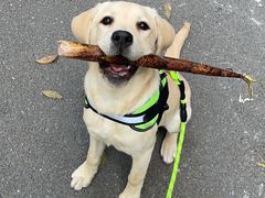 -翊宠yipet猫狗购宠庄园犬舍•猫舍