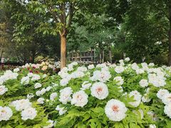 -莲花池公园