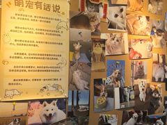 -翊宠yipet猫狗购宠庄园犬舍•猫舍