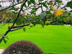 -合肥滨湖国家森林公园