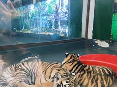 -栾川竹海野生动物园