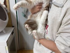 -喵百万·布偶·蓝金金渐层英短·猫舍(百子湾店)
