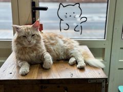 -猫小院猫主题餐厅(南锣旗舰店)
