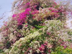 -深圳国际园林花卉博览园