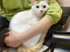 -猫十亿·布偶金渐层·曼基康矮脚猫舍(青年路店)