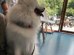 -创凡宠物医院·骨专科  猫科中心(西乡分院)