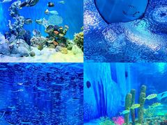 -上海海昌海洋公园