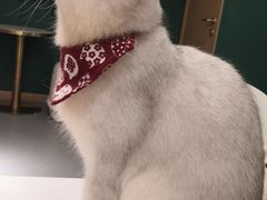 -飞行喵MR PILOT|猫舍·猫咖(静安大融城店)