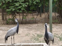 -青藏高原野生动物园