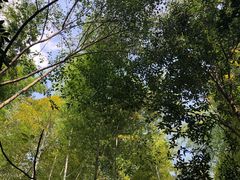 -上海佘山国家森林公园天马山园