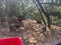 -西霞口神雕山野生动物世界