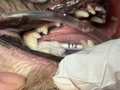 -瑞派康怡24h宠物医院·犬猫医疗中心·微创绝育(瑞景分院)