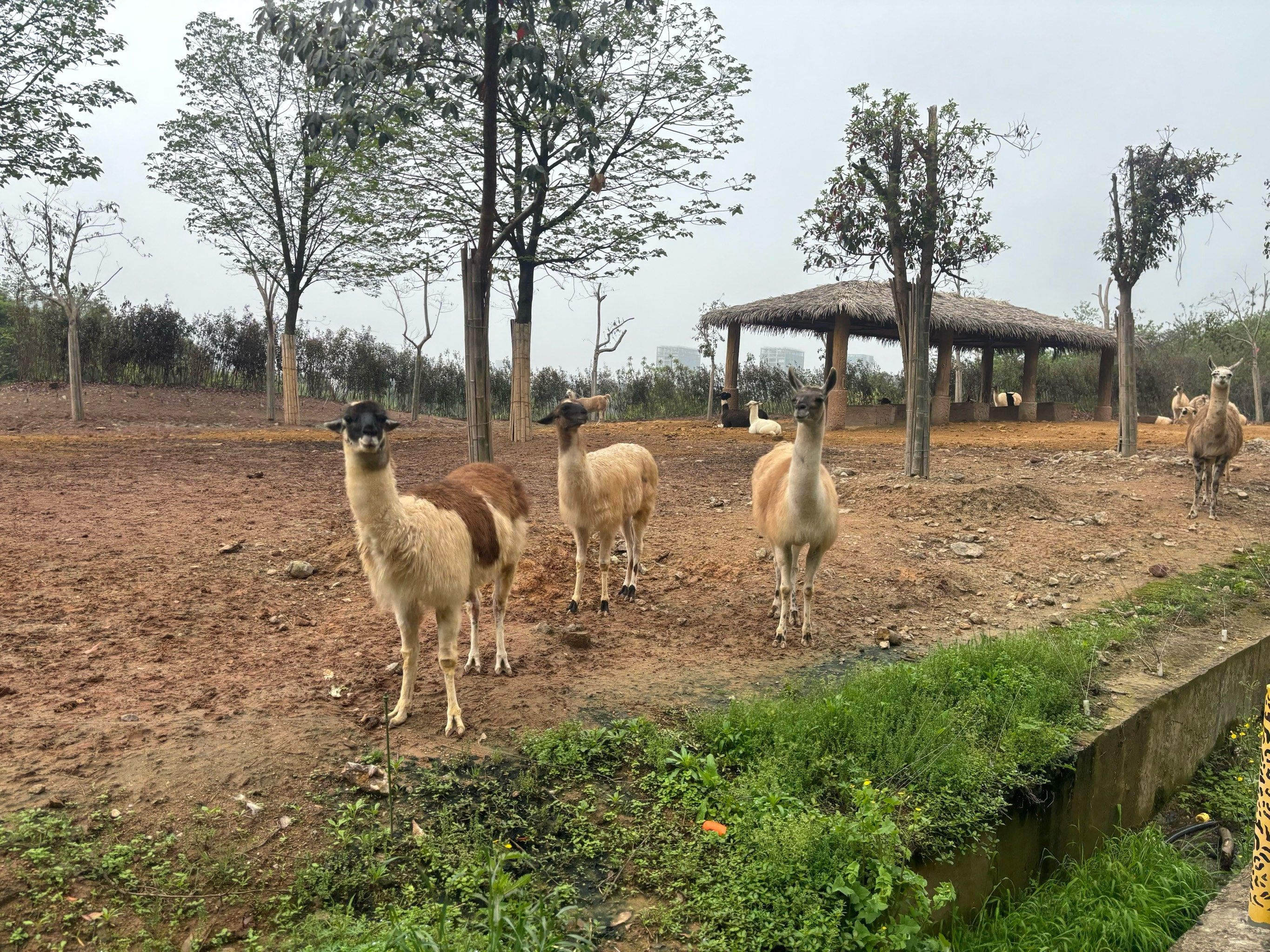 杭州野生动物世界游玩攻略
