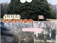 -灵谷景区