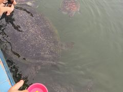 -硇洲岛旅游区