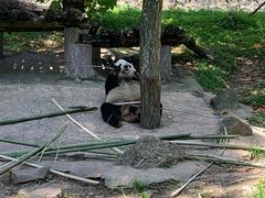 -都江堰中华大熊猫苑