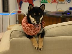 -豆柴町-柴犬主题狗咖(红鼎国际C座店)