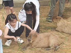 -西霞口神雕山野生动物世界