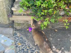 -喵屿·大理花园猫咖