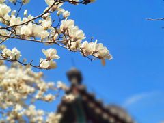 -颐和园
