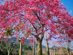 -风云岭森林公园