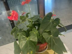 -康师傅私房牛肉面(申虹店)