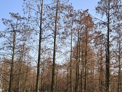 -池杉湖湿地公园