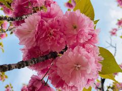-高东镇樱花园