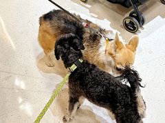 -帕帕拉兹宠物(亚洲旗舰店)