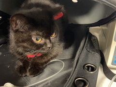 -伟伟宠物医院·CT影像中心·瑞派犬猫综合性门诊(汉口总院)