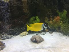景观位-鱼乐轩·俄罗斯海鲜直供餐厅(群力店)