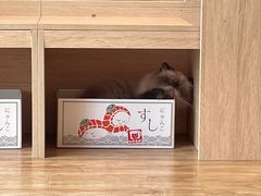 -猫小主咖啡·猫咖cat cafe(福田店)