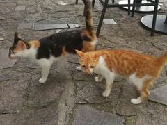 小野猫-裸心谷·裸心味餐厅