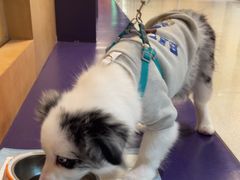 -帕帕拉兹宠物(亚洲旗舰店)