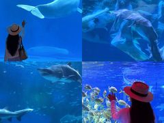 -海合安成都极地海洋公园