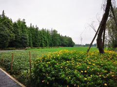 -桤木河湿地公园