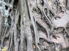 -西双版纳原始森林公园