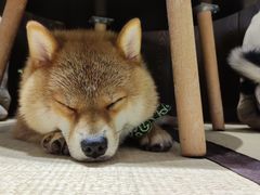 -逗柴咖啡屋·狗咖猫咖宠物桌游