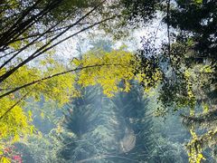 -野象谷景区