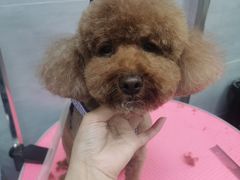 -宠福鑫康馨动物医院·骨科·眼科