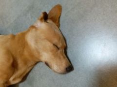 -严国平动物医院(德政总院)