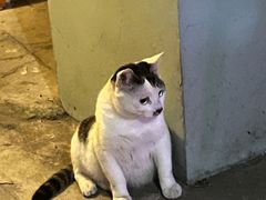 -ZING鲸鱼啤酒(葡萄院店)